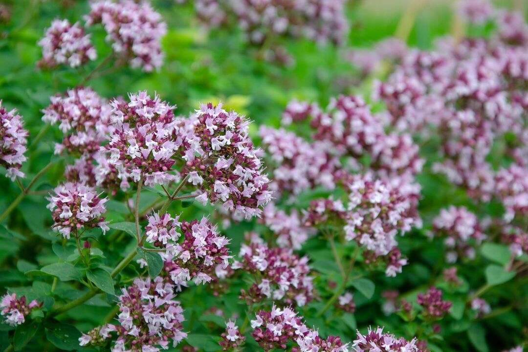Oregano to roślina stosowana w leczeniu kandydozy